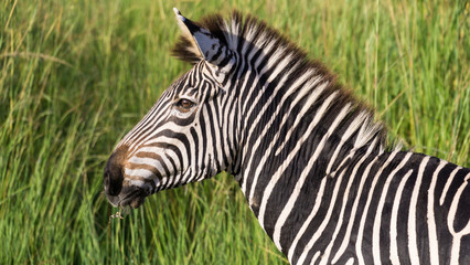 Fototapeta na wymiar Zebra with green background