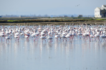 Flamencos