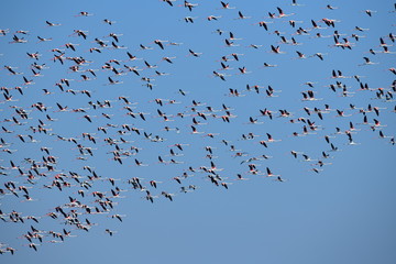 Flamencos