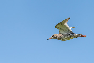 Bird In Flight