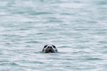 Fototapeta premium Seal Head In Sea