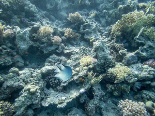 Naklejka na ściany i meble tropical fish in coral reef