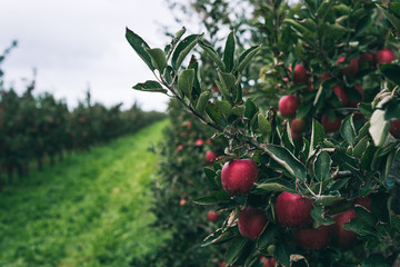 rote Äpfel am Apfelbaum Nahaufnahme in einer Apfelplantage während der Erntezeit bei Tageslicht von vorne fotografiert