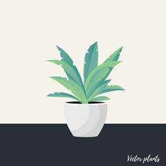 Vector Illustration. Plant in pot. Aslenium, Salvia Officinalis, Coleus, Caladium, ferns flower. Flat style