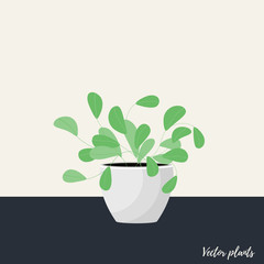 Vector Illustration. Plant in pot. Aslenium, Salvia Officinalis, Coleus, Caladium, ferns flower. Flat style