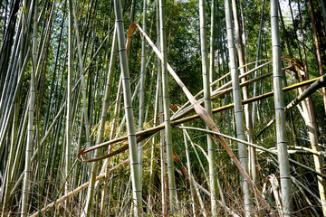 Bamboo forest, Kyoto, Japan