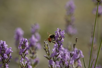 ラベンダーと蝶