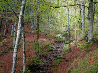 A stream passing through beech woods in the Basque Country
