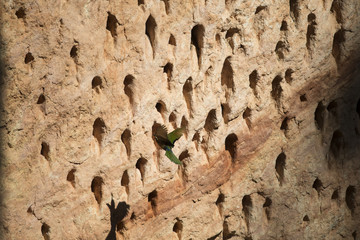 white chinned bee eater nest site.jpg