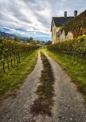 Fototapeta na wymiar Vigne dai colori autunnali in Trentino Alto Adige