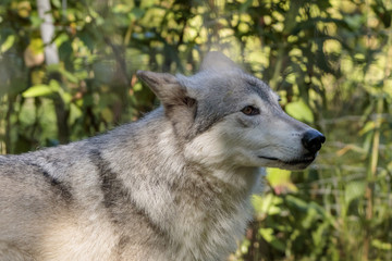 Naklejka na ściany i meble White wolf in Alaska forest