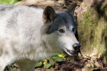 White wolf in Alaska forest