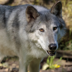 Fototapeta premium White wolf in Alaska forest