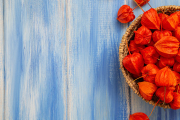 Autumn background. Bright orange physalis berries on a blue woody background. Background for the autumn holidays and thanksgiving day.