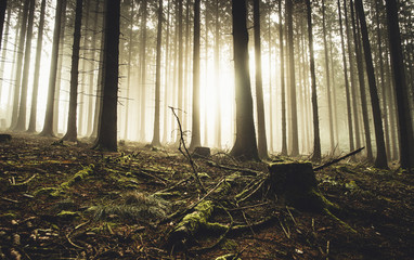 Morgennebel im Wald