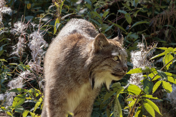 Obraz premium Lynx in Alaska forest