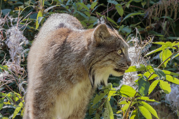 Lynx in Alaska forest
