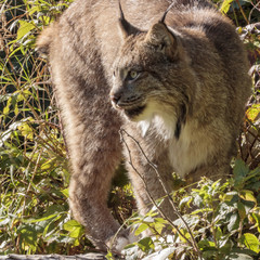 Lynx in Alaska forest