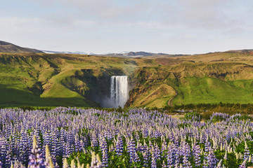 Fototapeta premium The picturesque landscapes of forests and mountains of Iceland. Wild blue lupine blooming in summer. The most beautiful waterfall