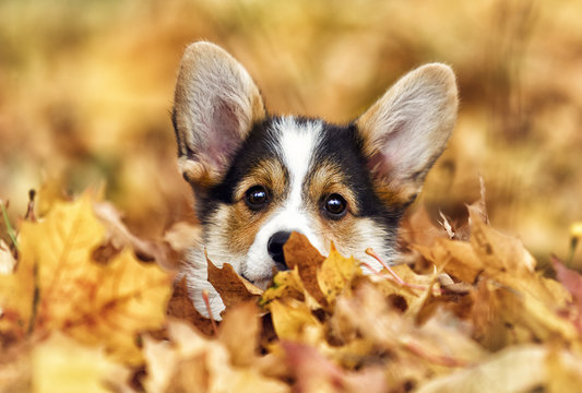 welsh corgi puppy in autumn leaves