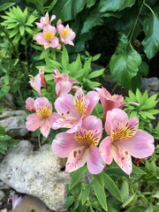 pink flowers in the garden - 227455410
