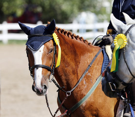 Sport horse head portrait closeup under saddle during competition outdoors