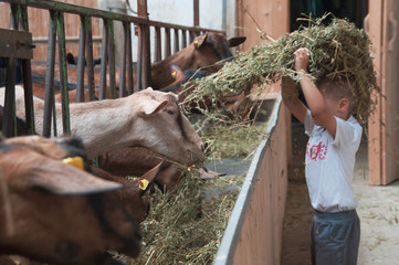 a child takes care of the goats and feeds them with alfalfa