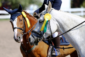 Sport horse head portrait closeup under saddle during competition outdoors