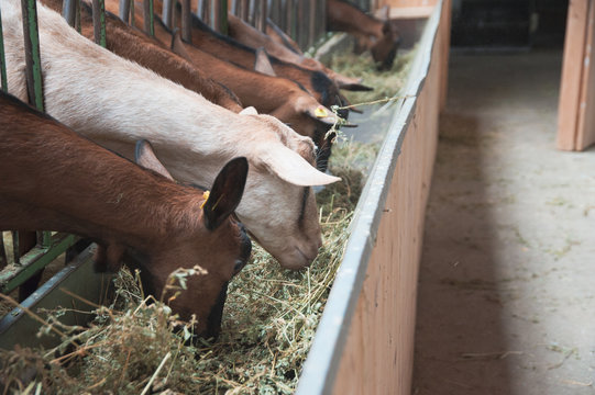 goats in the manger