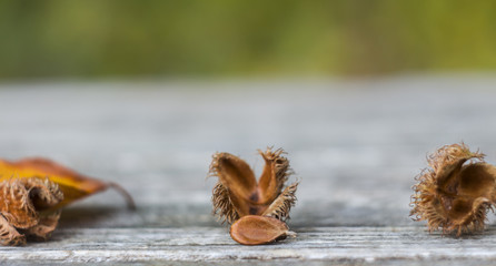 Beech fruits and beech leaves on a wooden background against a background of autumn leaves