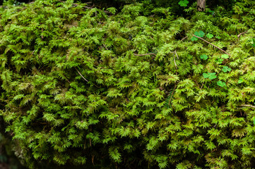 moss in the alpine forest