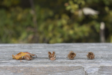 Beech fruits and beech leaves on a wooden background against a background of autumn leaves
