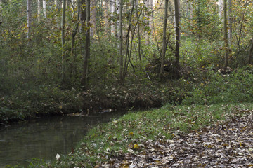 A forest path leads across a clearing into an autumn forest with colorful foliage