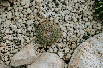 stones in the garden