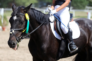 Sport horse head portrait closeup under saddle during competition outdoors