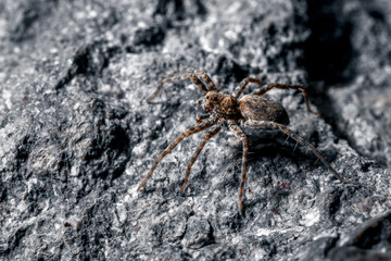 Macrophoto of a spider.