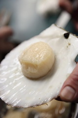 とれたてのホタテの貝柱