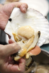 とれたてのホタテの貝柱