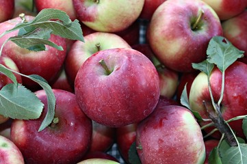 Italy: Freshly picked apples.
