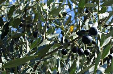 Italy: Olives on the tree, before harvest.