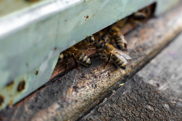 The bees at front hive entrance macro close up. Bee flying to hive. Honey bee entering the hive....