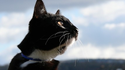 Black and white cat in profile on a light sky background. The cat looks aside.