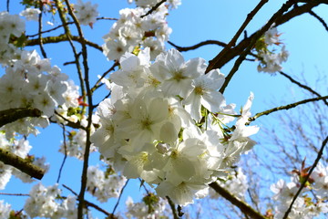 Blossom