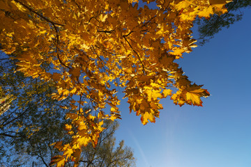 Autumn colored leaves of trees in yellow