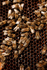Natural color close up honeycomb in wooden beehive with bees on it. Apiculture concept