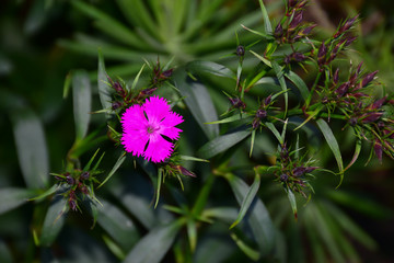 cheddar pink flowers on mountain in Indonesia.