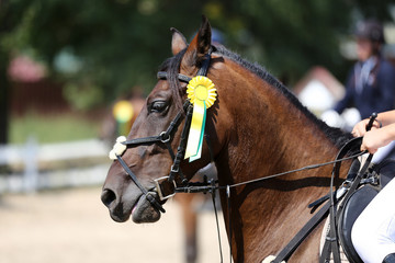 Unknown horse rider riding on equestrian event with the ribbons rosette of winners
