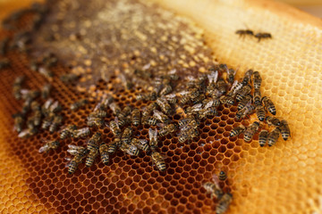 close up honeycomb in wooden frame with bees on it. Apiculture concept