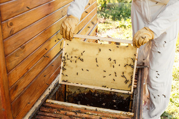 closeup hands of beekeeper hold wooden frame with honeycomb. Collect honey. Beekeeping concept