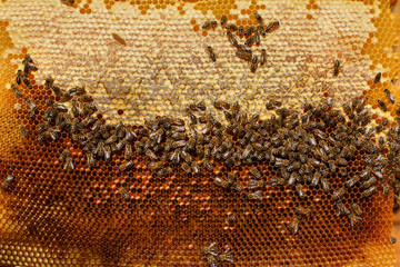 frame for bees close-up in the background of the sun